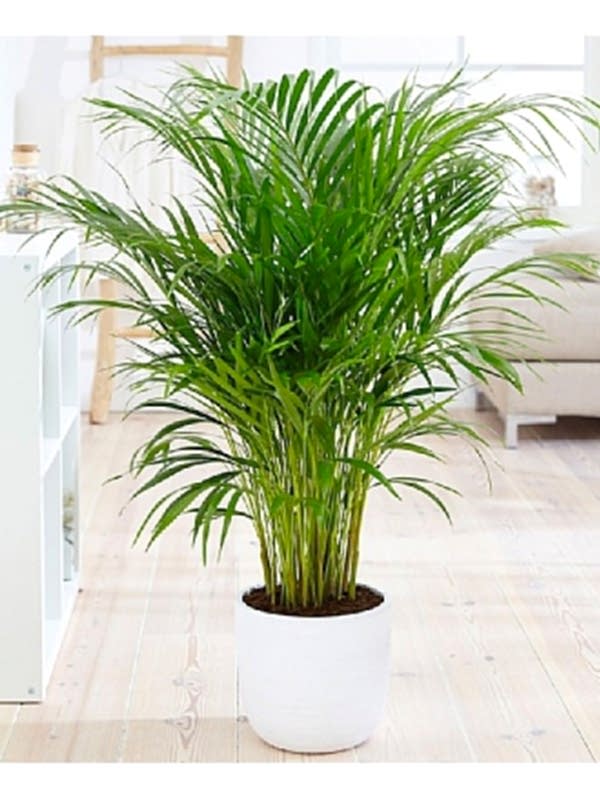 Areca Bitkisi 