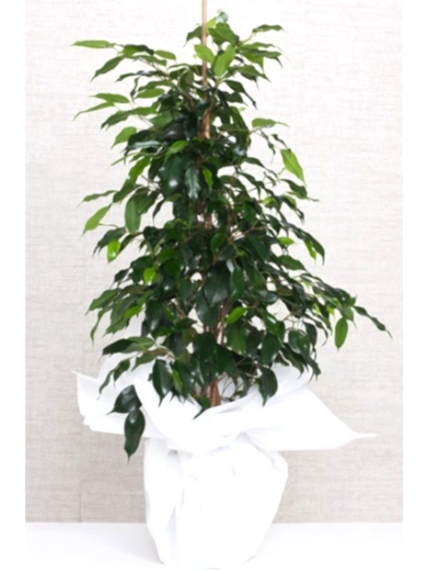 Ficus Benjamin