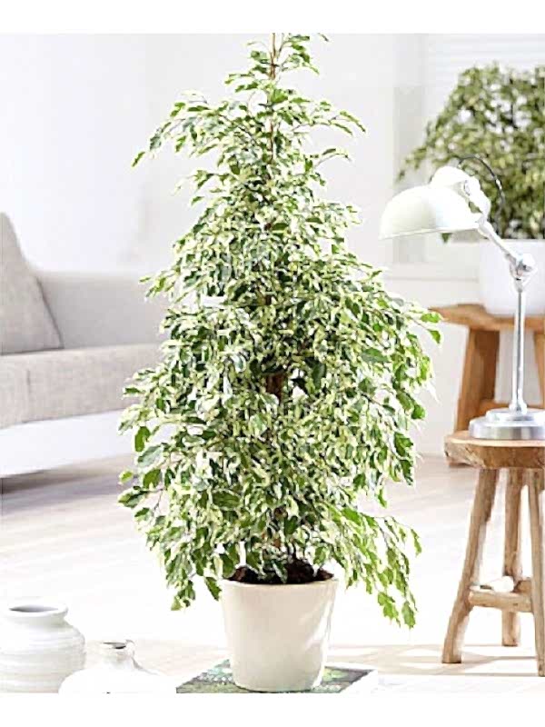 Ficus Benjamin Starlight