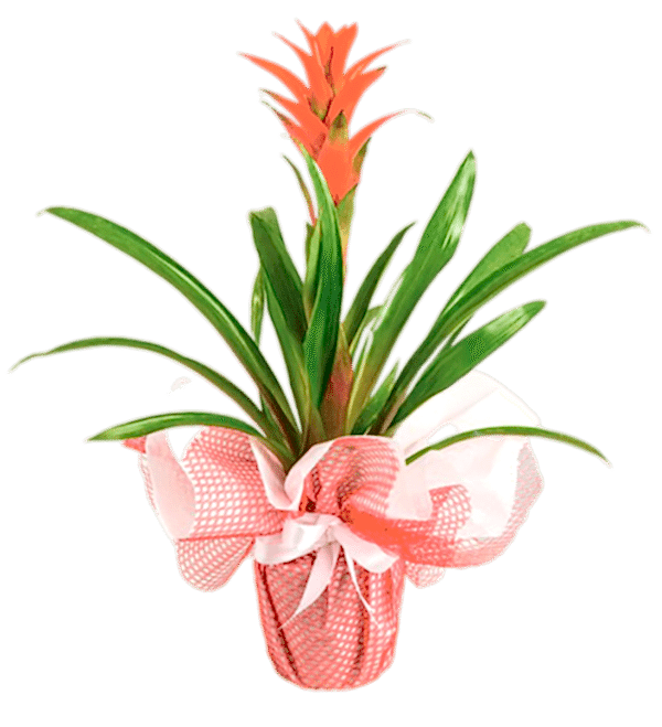 Guzmania Saksı Çiçeği (Jumbo Boy)